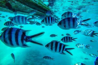The East Discovery Tour: Bois-Cheri Tea Factory, Blue-Bay Marine Park & Lunch - Blue Bay Marine Park: Glass-Bottom First, Then Snorkel