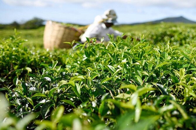 The East Discovery Tour: Bois-Cheri Tea Factory, Blue-Bay Marine Park & Lunch - Mahebourg Market and Bazar Street: Souvenirs, Snacks, and Local Rhythm