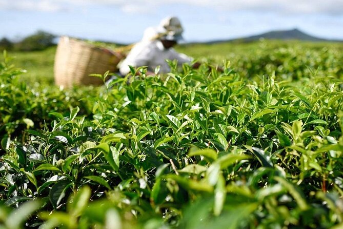 The Gorgeous East: Bois Cheri Tea factory, Rhumerie St-Aubin, Mahebourg & Lunch - Key highlights worth clocking before you go