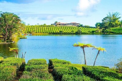 The Gorgeous East: Bois Cheri Tea factory, Rhumerie St-Aubin, Mahebourg & Lunch - Rhumerie St-Aubin Rum Distillery: Sugarcane-to-Bottle Story Time
