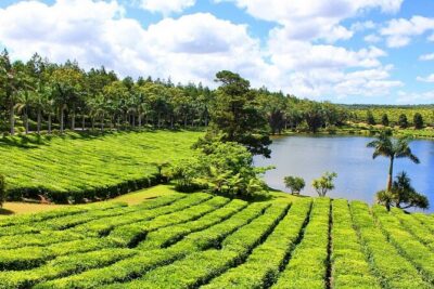 The Tea Story with Lunch - Bois Chéri: A Working Plantation Since 1892