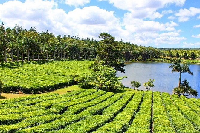 The Tea Story with Lunch - Bois Chéri: A Working Plantation Since 1892