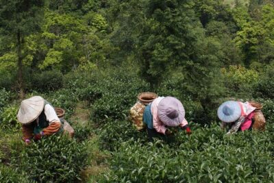 Thousand Island Lake and Pinglin Tea Plantation from Taipei - Stop 1: Shihding Ciandao Lake (Thousand Island Lake) and those tiny-island views