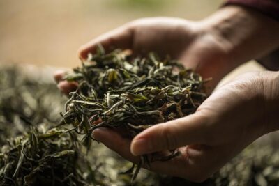 Three-Hour Private Chengdu Tea Wholesale Market Tour - Getting your guide, Jerry, and learning what tea grading means