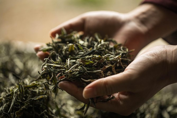 Three-Hour Private Chengdu Tea Wholesale Market Tour - Getting your guide, Jerry, and learning what tea grading means
