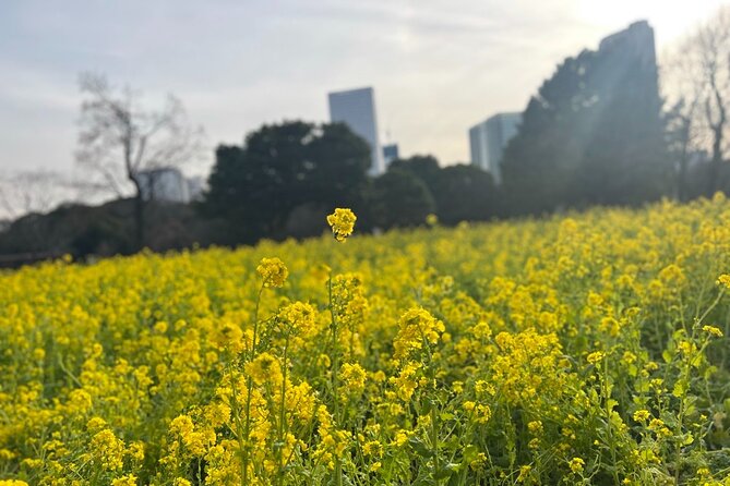 Tokyo: Hama-rikyu Gardens tour with Japanese Tea & Sweets - Why Hama-rikyu Gardens Feels Like a Small Museum