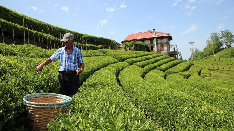 Trabzon: Uzungöl Group Tour, Explore The Nature & Taste Tea - From Trabzon pickup to Akif Usta Bıçakçılık: knives, but with context