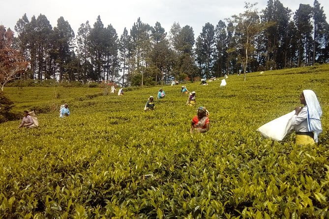 Trekking & Picnic in The Tea Plantation From Ella, Haputale & Bandarawela - Bandarawela to Haputale: the practical flow of the day