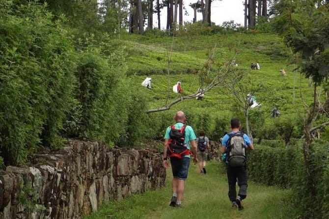 Trekking & Picnic in The Tea Plantation From Ella, Haputale & Bandarawela - The tea cup moment: a small taste of daily life