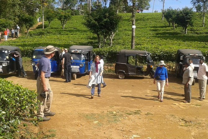 Tuk Tuk safari and Picnic in The Tea Plantation from Ella,Haputale & Bandarawela - Key Things That Make This Tea Trip Worth Your Time
