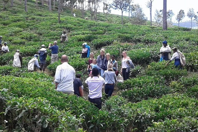 Tuk Tuk safari and Picnic in The Tea Plantation from Ella,Haputale & Bandarawela - Who Should Book This Tea Plantation Tuk Tuk Trip?