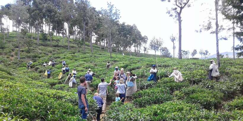 Tuk-Tuk Safari Liptons seat,Tea Fields Hike,TeaFactory Tour - Dambatenne Tea Factory Built by Thomas Lipton