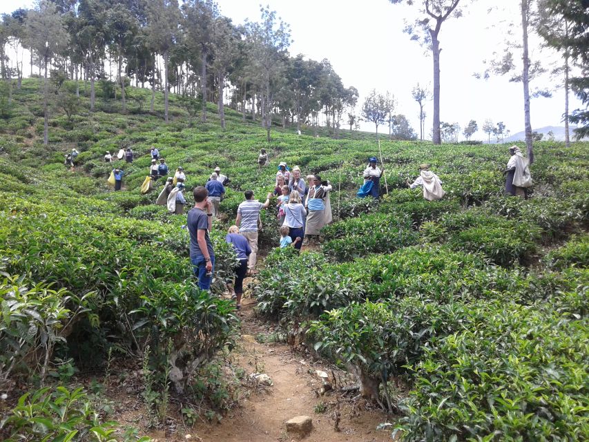Tuk-Tuk Safari Liptons seat,Tea Fields Hike,TeaFactory Tour - Timing, Flow, and Where the Day Ends