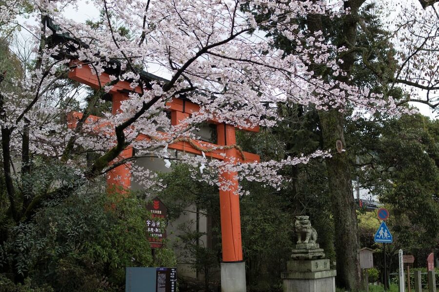 Uji: UNESCO Heritage & Tea Ceremony Walking Tour - Key highlights to watch for