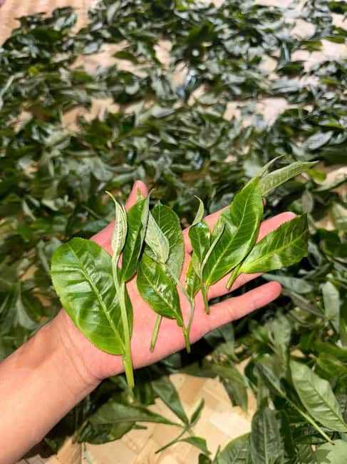 Vietnam Tea Tasting - Giang Egg Coffee & Train Street Visit - What to bring (and what to wear) so you don’t suffer for tea