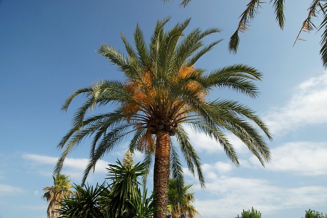 Visit the Oasis & Tea at the basket maker. - Walking through fields toward Sidi Bourahmoune