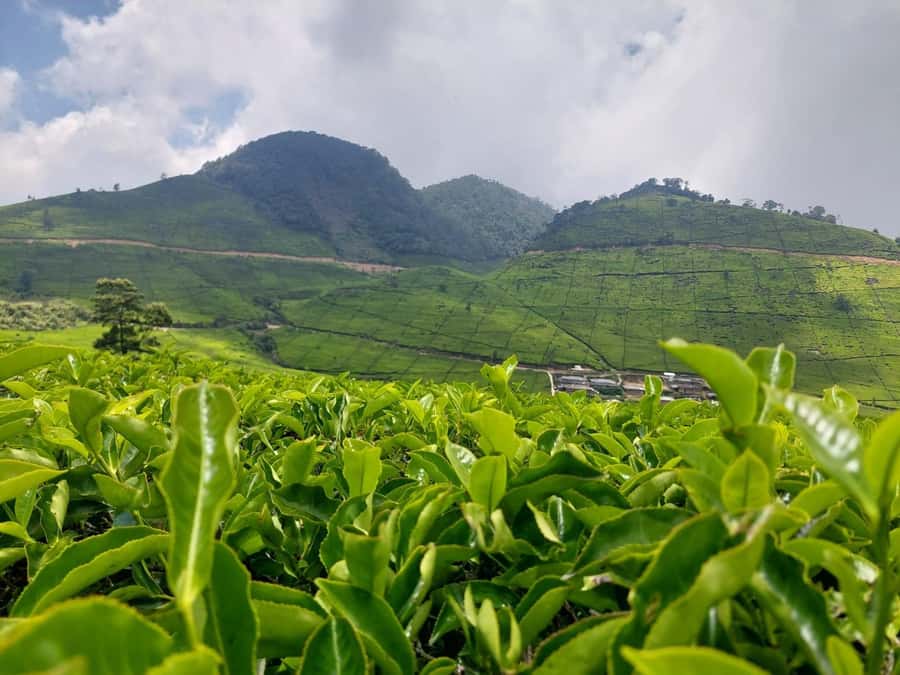 Volcano, Hot Spring, Mud Bath & Tea plantation all included - Kawah Putih: guided walk time that helps you read the place