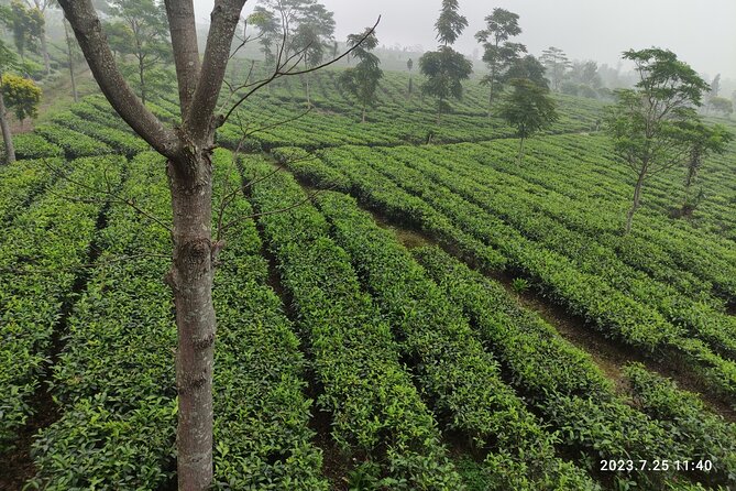 Volcano, Hot Spring, Tea Factory, rice fields and Coffee Tour - One long day from Jakarta: Bandung and Subang, packed into 10 to 12 hours