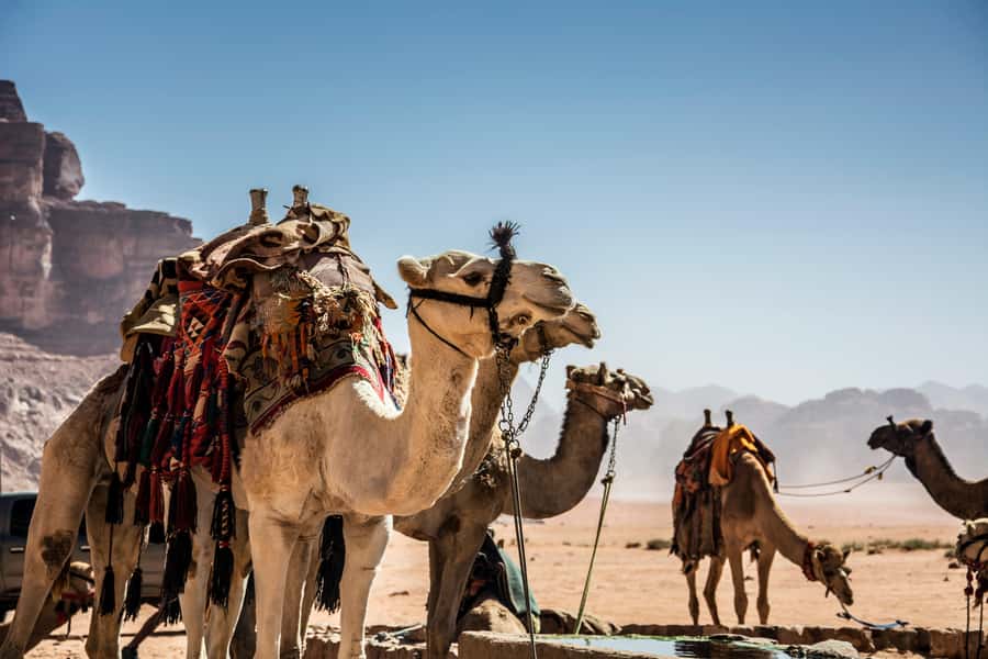 Wadi Rum: Camel Ride with tea and Bedouin Guide - Key highlights worth caring about
