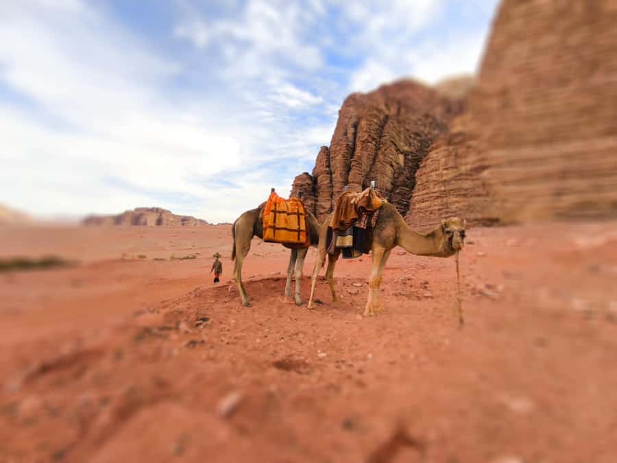 Wadi Rum: Camel Ride with tea and Bedouin Guide - Why a camel-and-tea ride is the smart way to see Wadi Rum