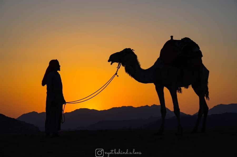 Wadi Rum: Camel Ride with tea and Bedouin Guide - The 1-hour camel ride: what it feels like and what to watch for