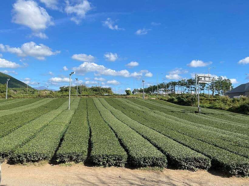 West & South Jeju: Hallasan Trail, Waterfall, Tea Field Tour - O’sulloc Green Tea Museum: The Calm Ending in Tea Country
