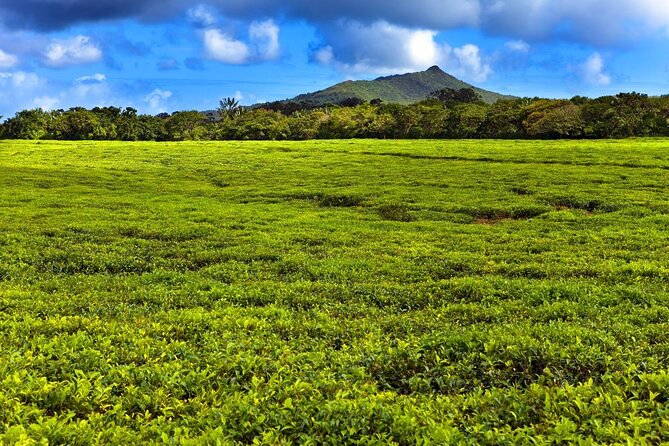 Wild South: Full-Day tour incl Rhumerie St Aubin, Bois cheri Tea factory & Lunch - Key highlights at a glance