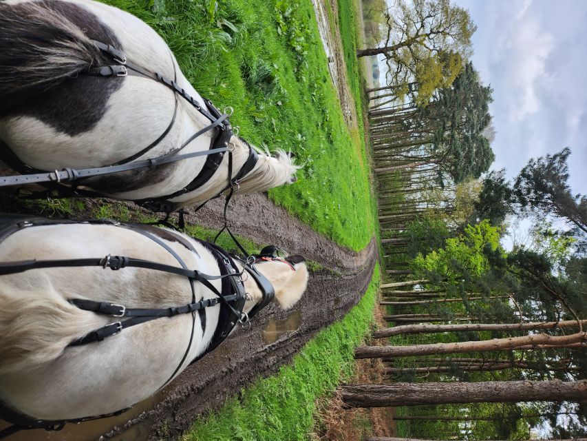 York: Horse Drawn Carriage ride & Cream Tea - Key highlights you’ll feel fast
