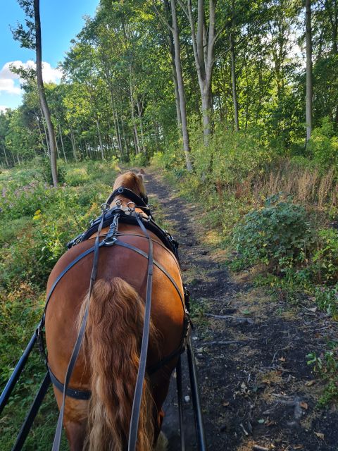 York: Private Horse-Drawn Carriage Ride and Afternoon Tea - The 1-hour carriage ride through Escrick Park Estate (and what to expect)