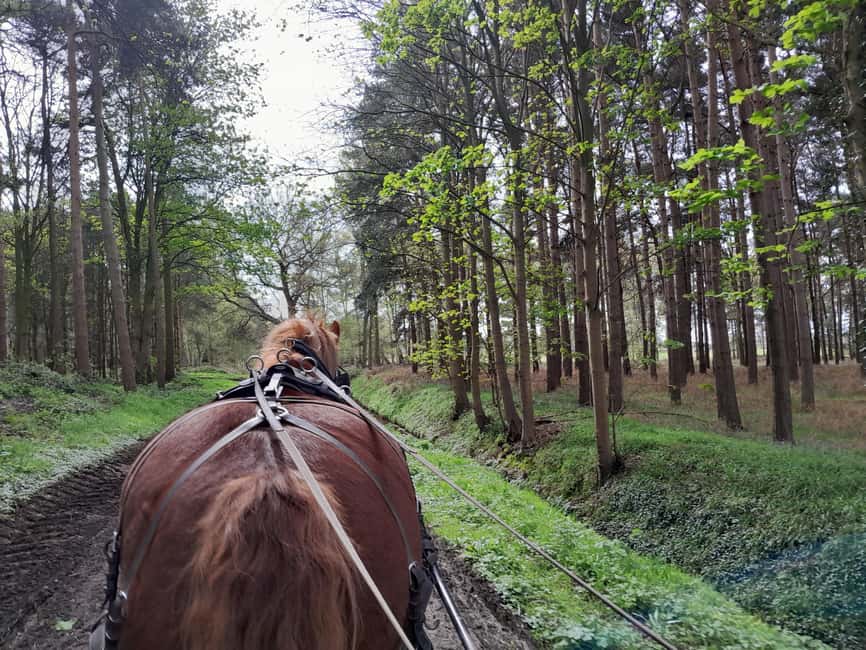 York: Private Horse-Drawn Carriage Ride and Afternoon Tea - Weather, shoes, and practical comfort tips